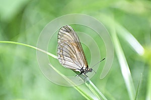 Acraea issoriaÂ HÃ¼bner, - Yellow Coster